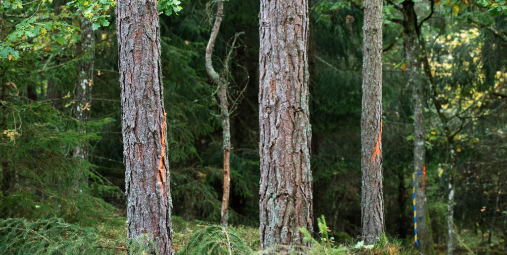 Tre tallstammar markerade med orange bland tät undervegetation i skogen, blå-gult avspärrningsband i bakgrunden.
