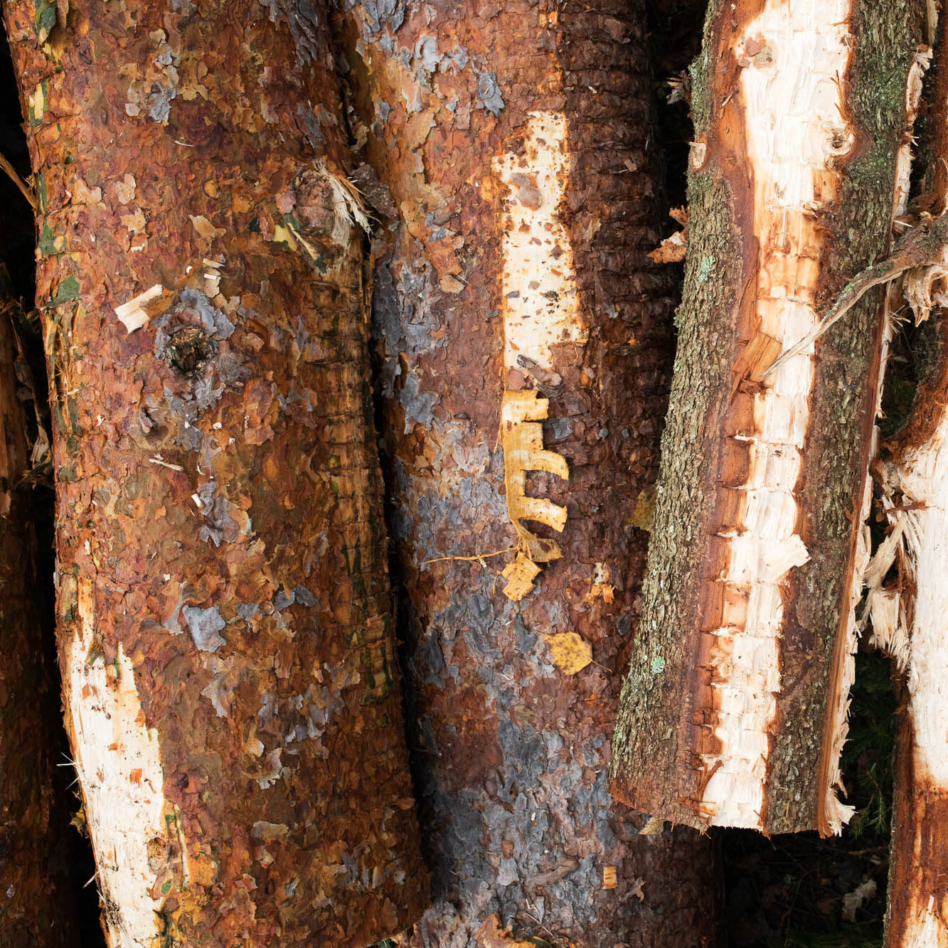 Närbild på staplade björkstockar med flagnande bark och ljust trä, grov vedhög.