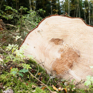 Stor trädstubbe med årsringar i skogen, färskt trä, mossa och skogsrester runt omkring.
