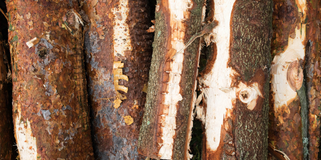 Cut logs with bark