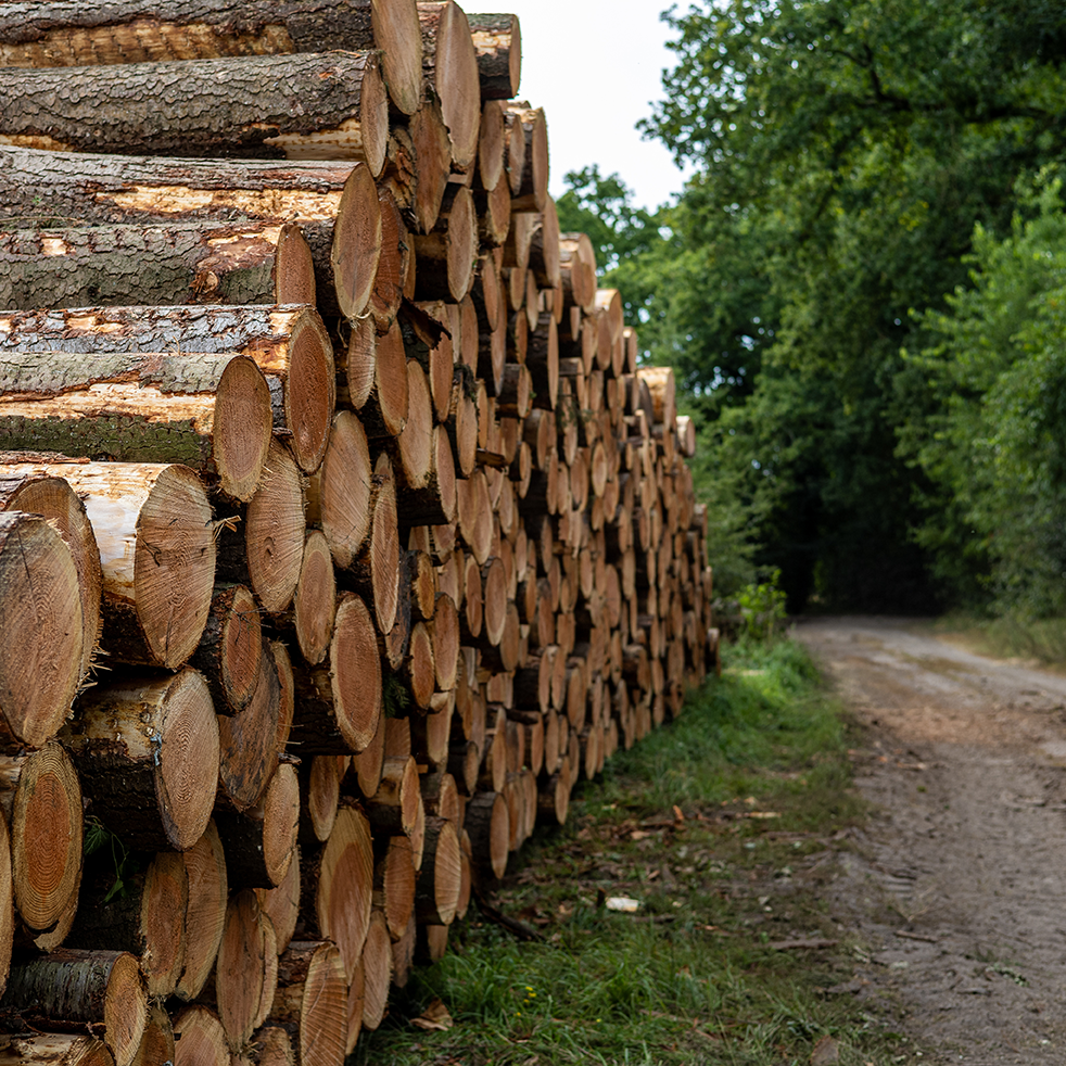 Log stack by a forest road