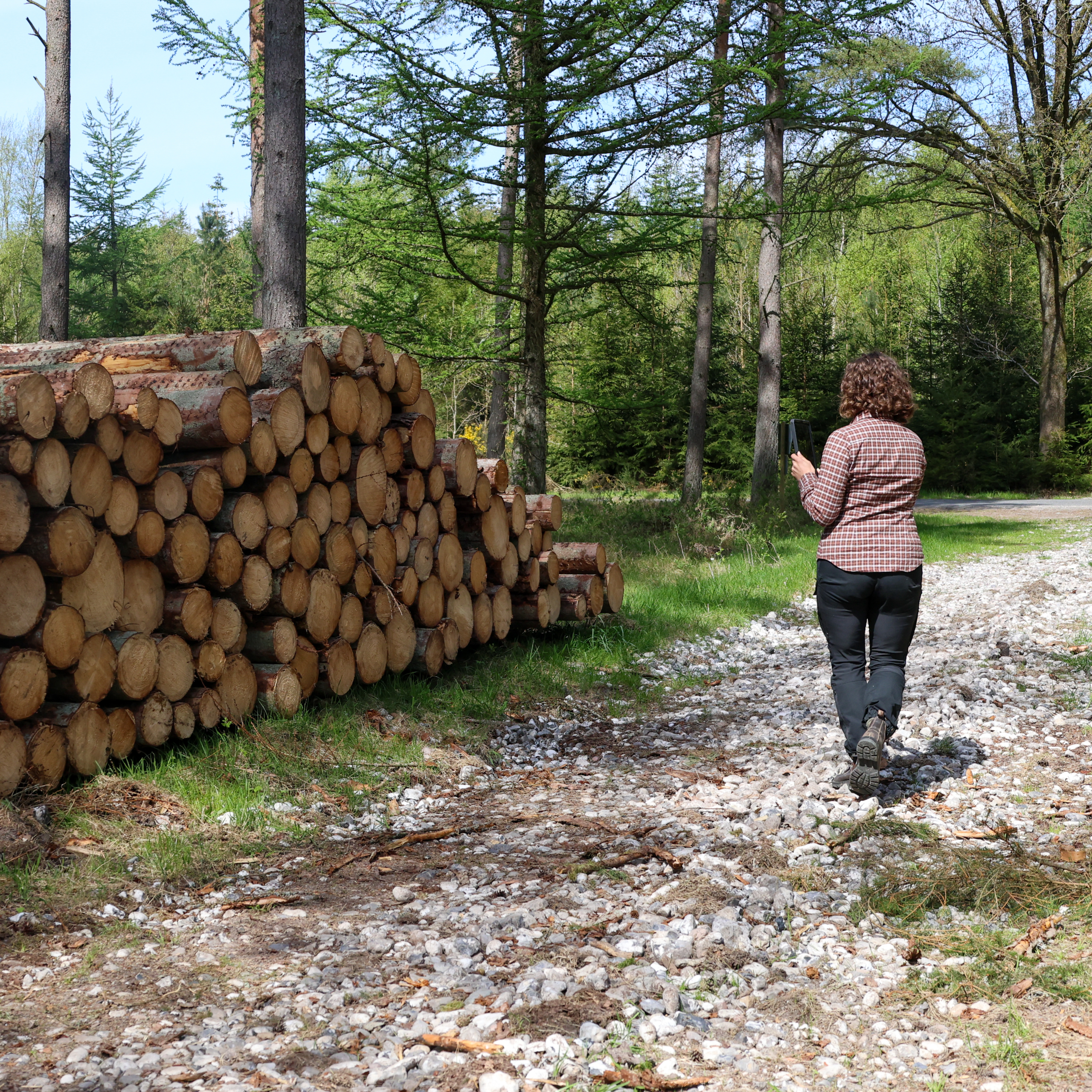 Person measuring a log stack in the forest