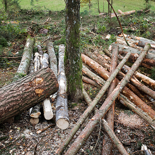 Cut trees on the ground, Forest Data Platform