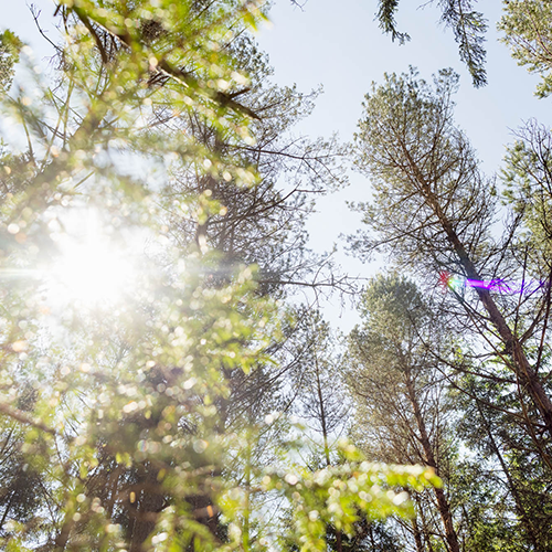 Die Sonne scheint zwischen den Ästen im Wald