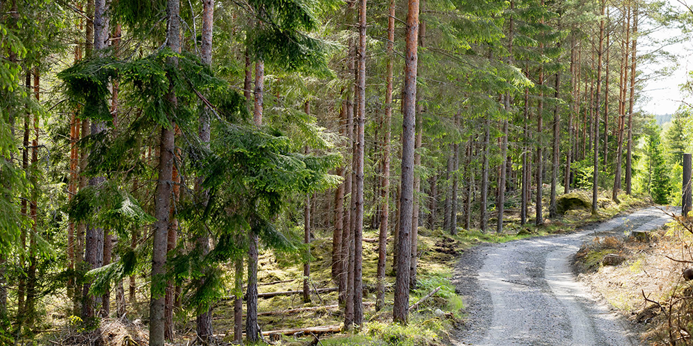 Forest road by logs and forest, Forest Data Platform