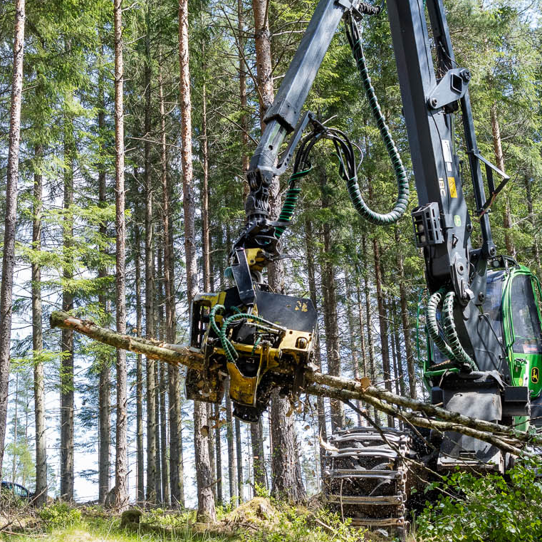 Forstmaschine, die Bäume in einem schwedischen Frühlingswald sägt