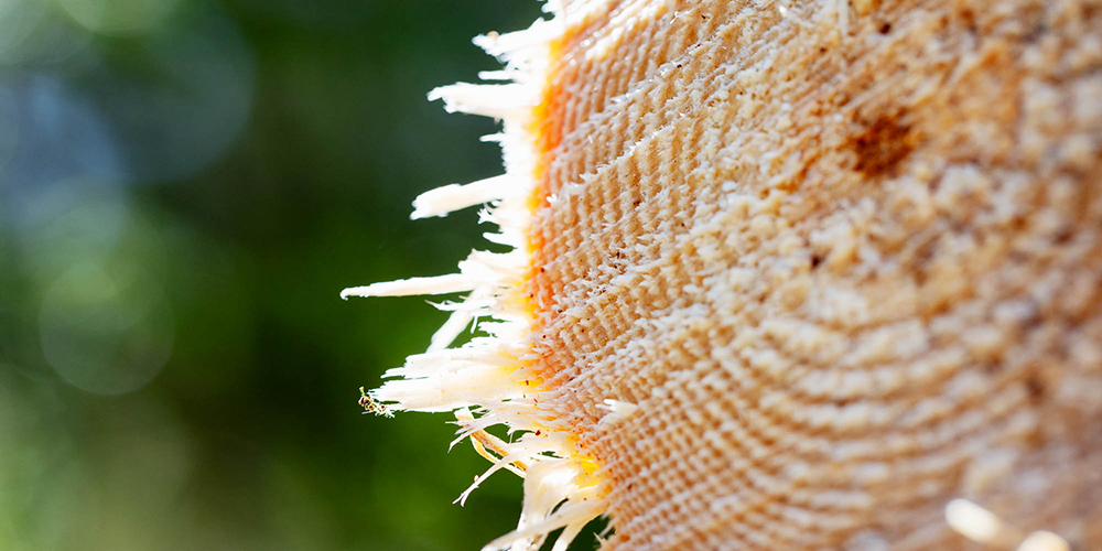 Sågad stock Forest Data Platform