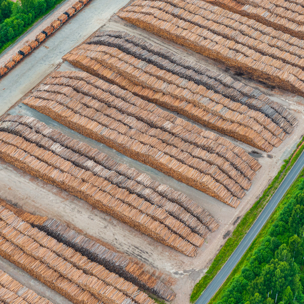 Sawmill logs with forest around