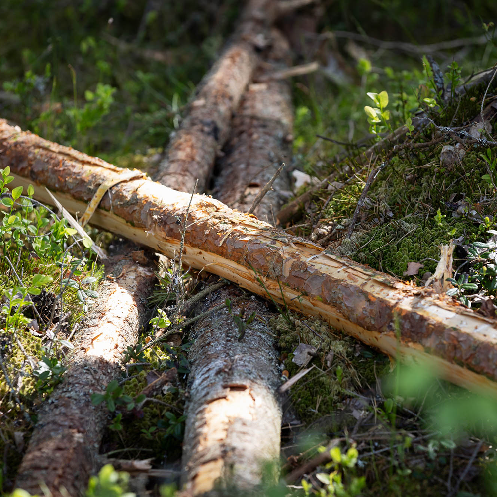 Stämme auf dem Waldboden,