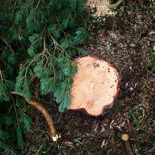 Stump in the forest, Forest Data Platform