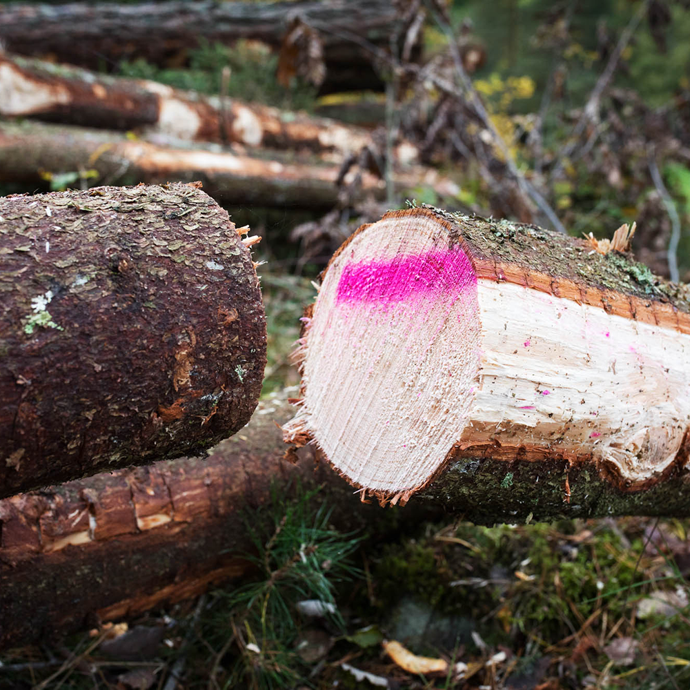 Abgesägter Baum Produktionsdatenbank