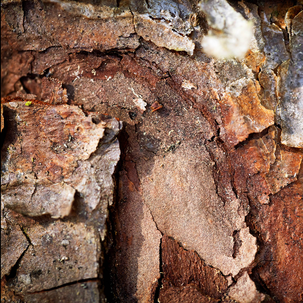 Bark on a felled tree NEMUS