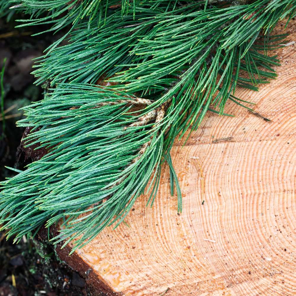 Baumstumpf mit einem Kiefernzweig Produktionsdatenbank