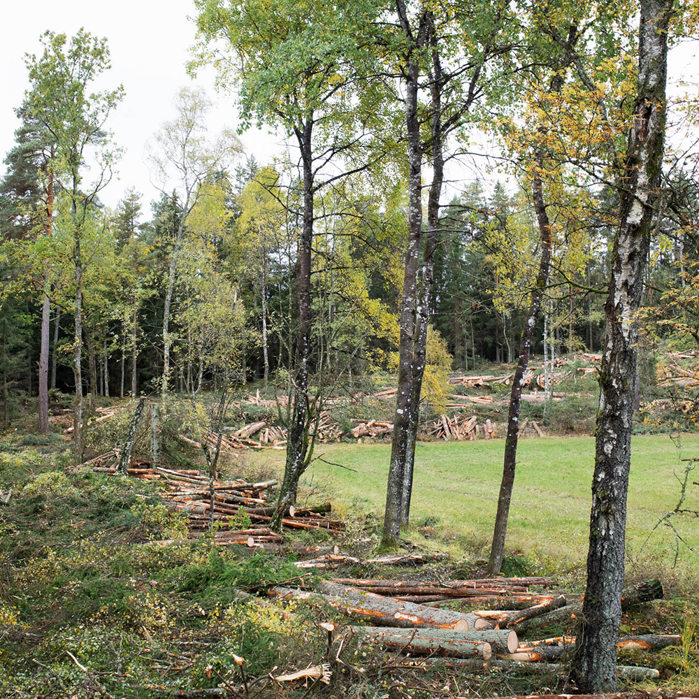 Felled trees next to a green field Production database