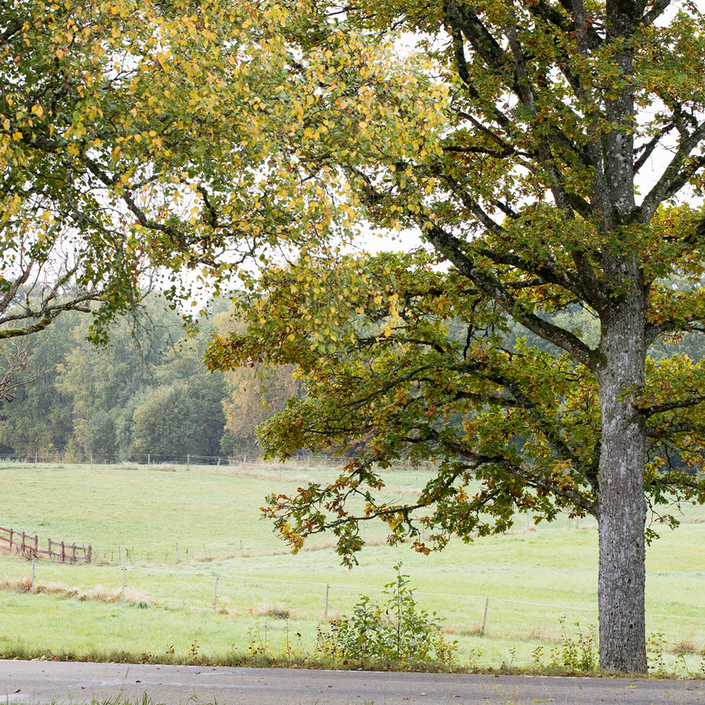 Große Eiche vor einer grünen Wiese Produktionsdatenbank
