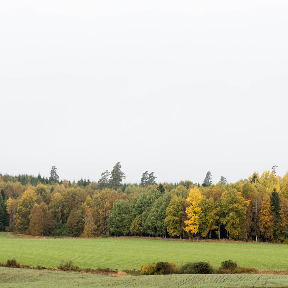 Höstfärgad skog med gröna fält Produktionsdatabas
