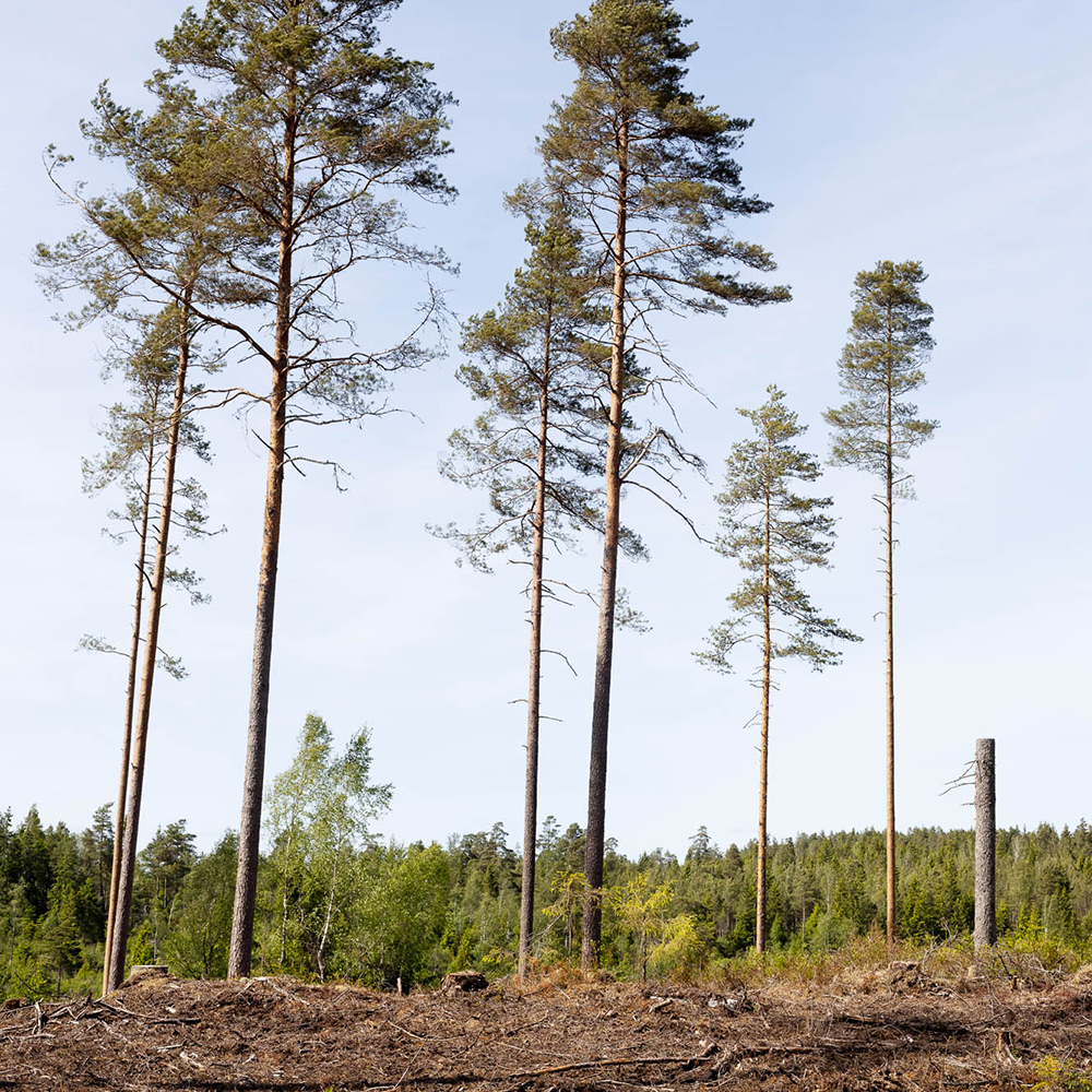 Kahlfläche mit einigen Bäumen NEMUS