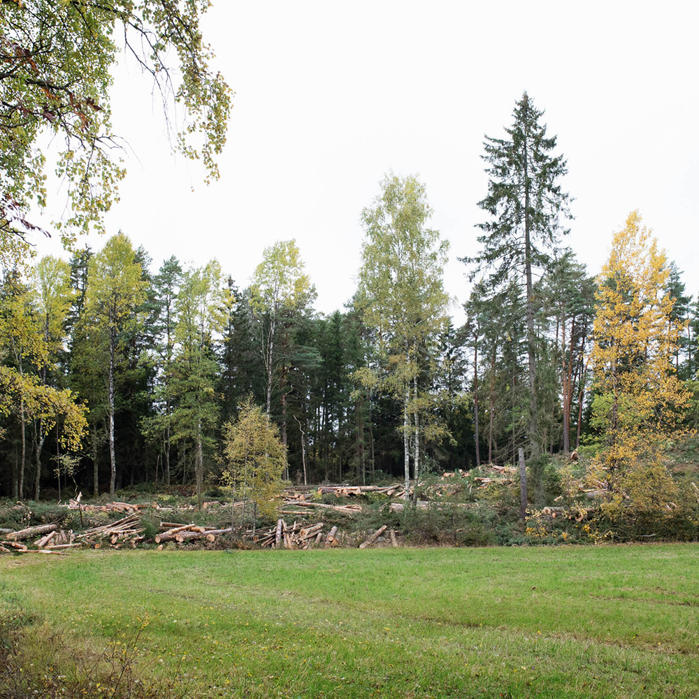 Logs on a clear-cut area VIOL3