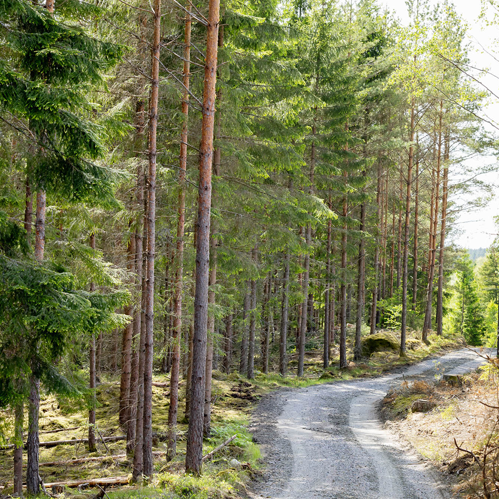 Schotterstraße am Rand von Wald und Kahlfläche NEMUS