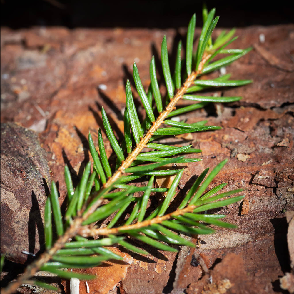Spruce branch on a log Yield calculation