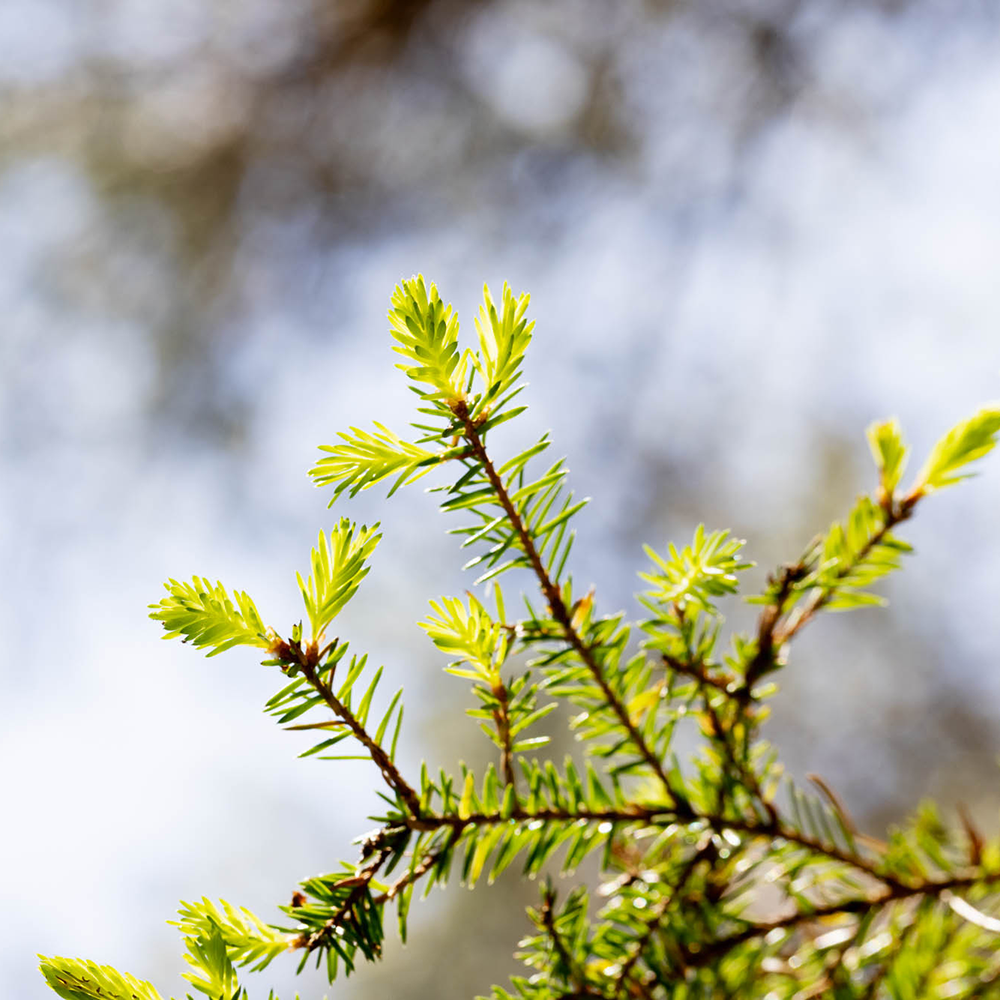 Spruce needles in the forest