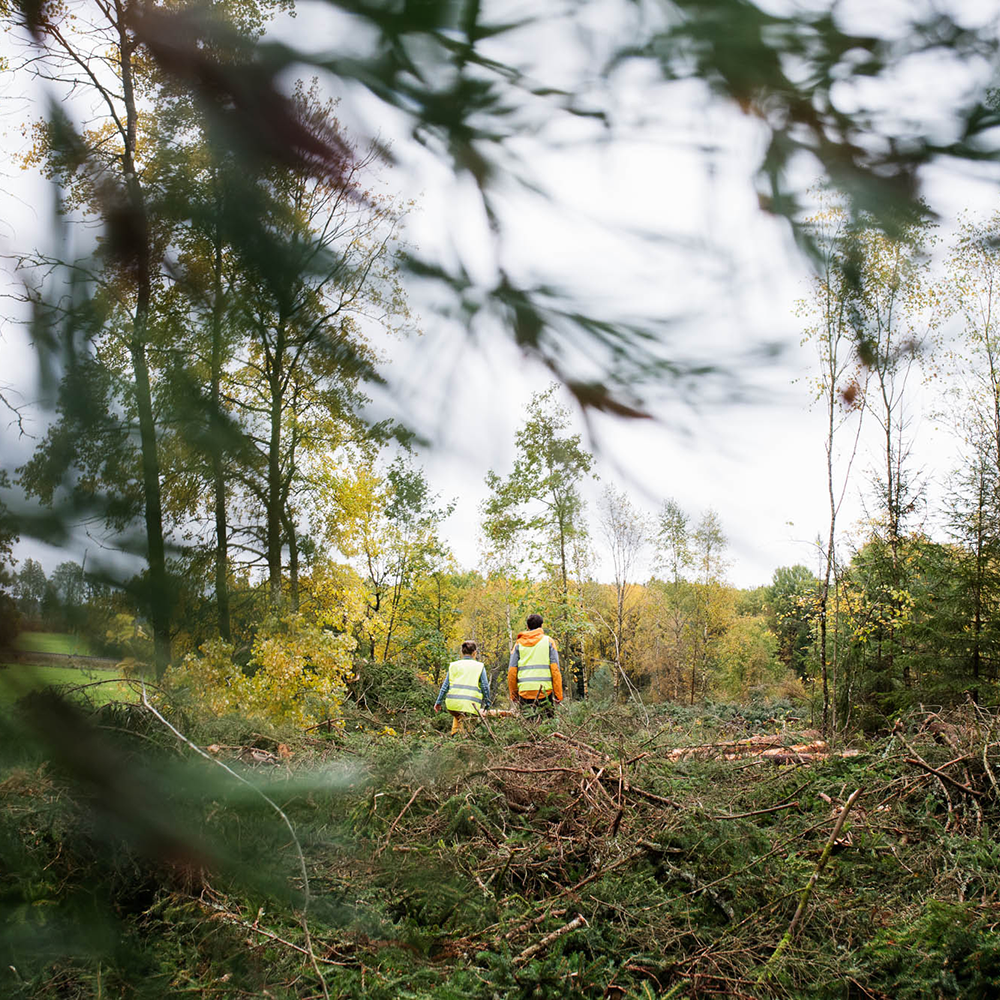 Two people walking on a clear-cut area VIOL3