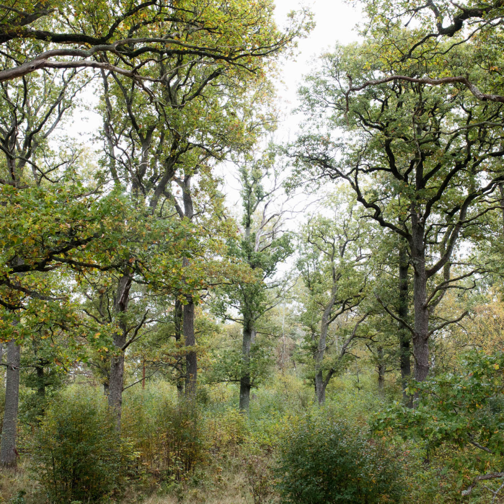 Vårskog med gröna löv