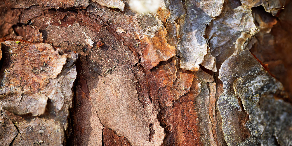 Close-up of bark Connected Forest