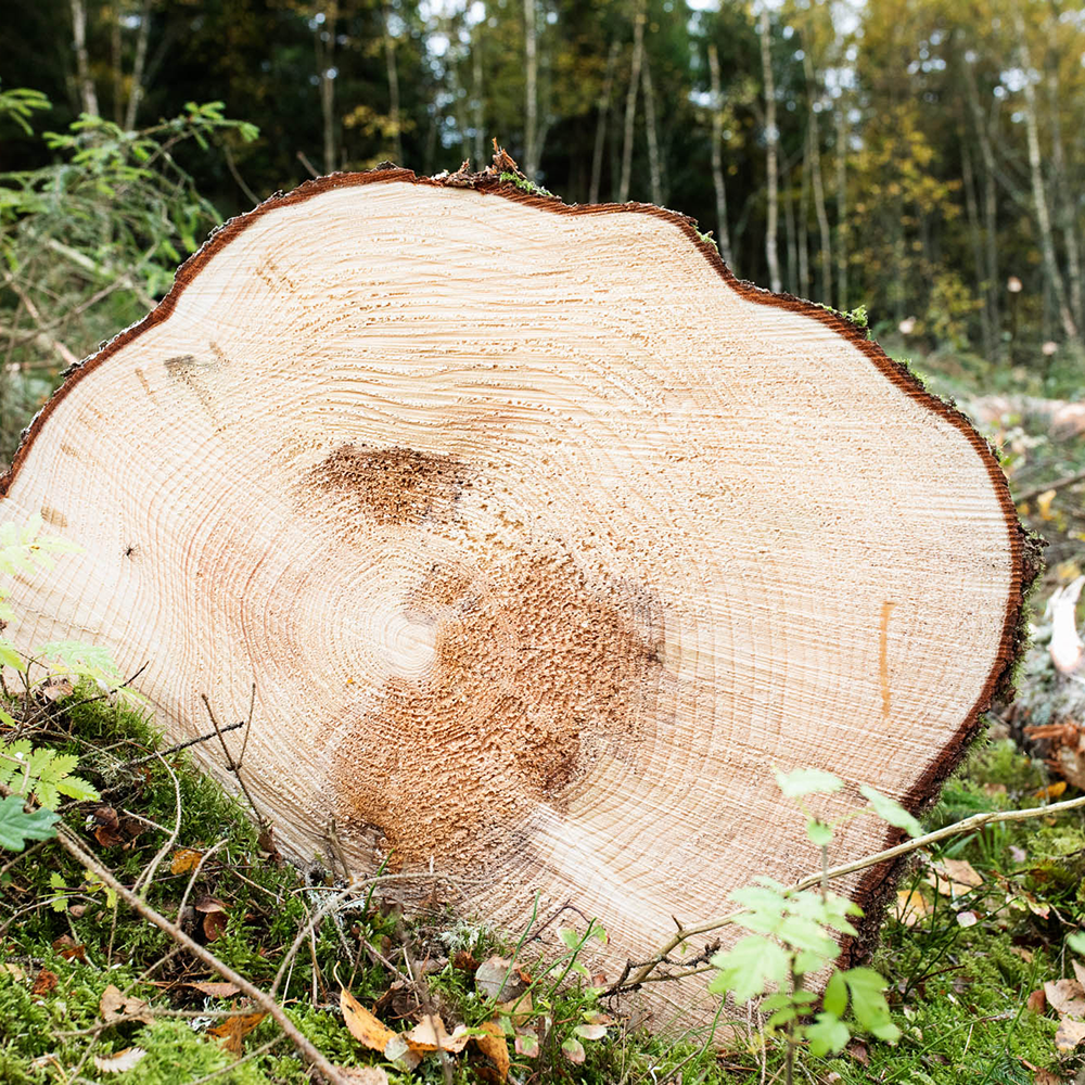 Cut tree showing tree rings