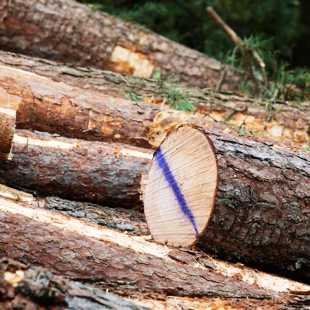 Cut tree with purple marking