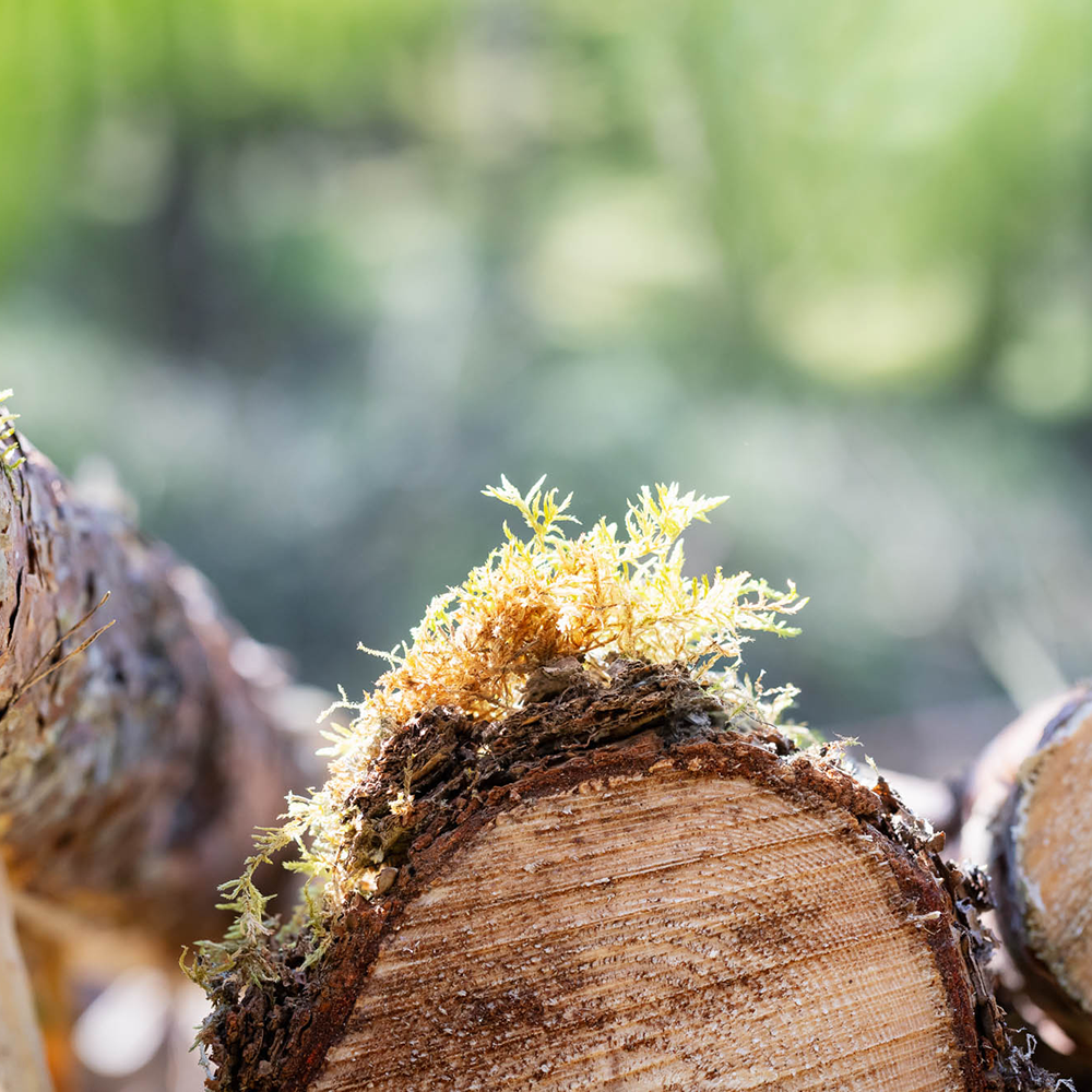 Felled tree with moss on the bark