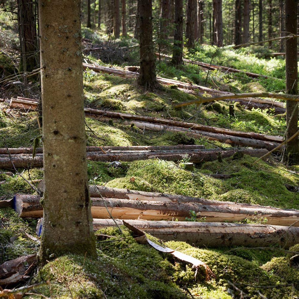 Felled trees on moss in the forest
