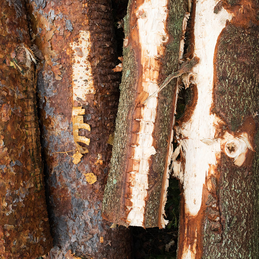 Felled trees with bark