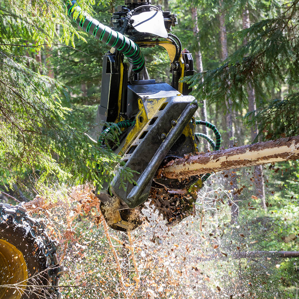 Forestry machine cutting trees in the forest