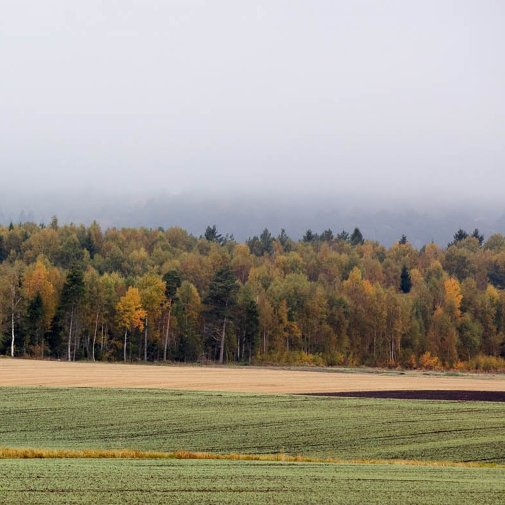 Höstskog utmed en åker