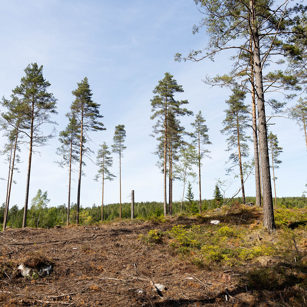 Kalhygge med några tallar kvar