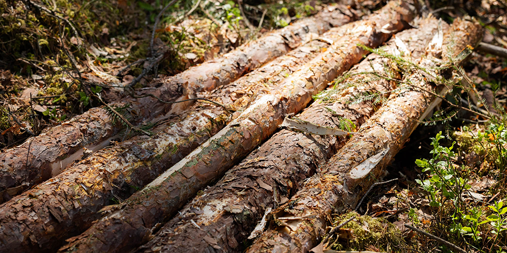 Rad med avverkade träd Connected forest