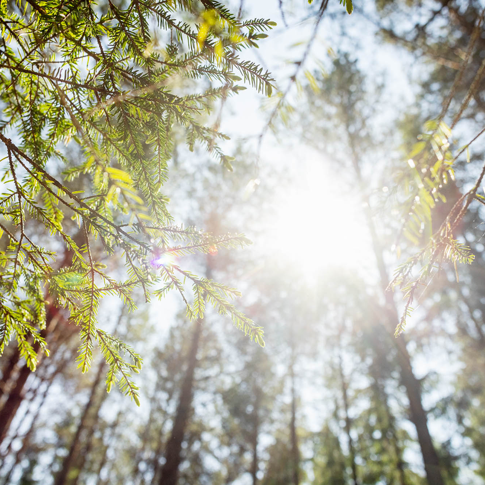 Spruce and pine in sunlight
