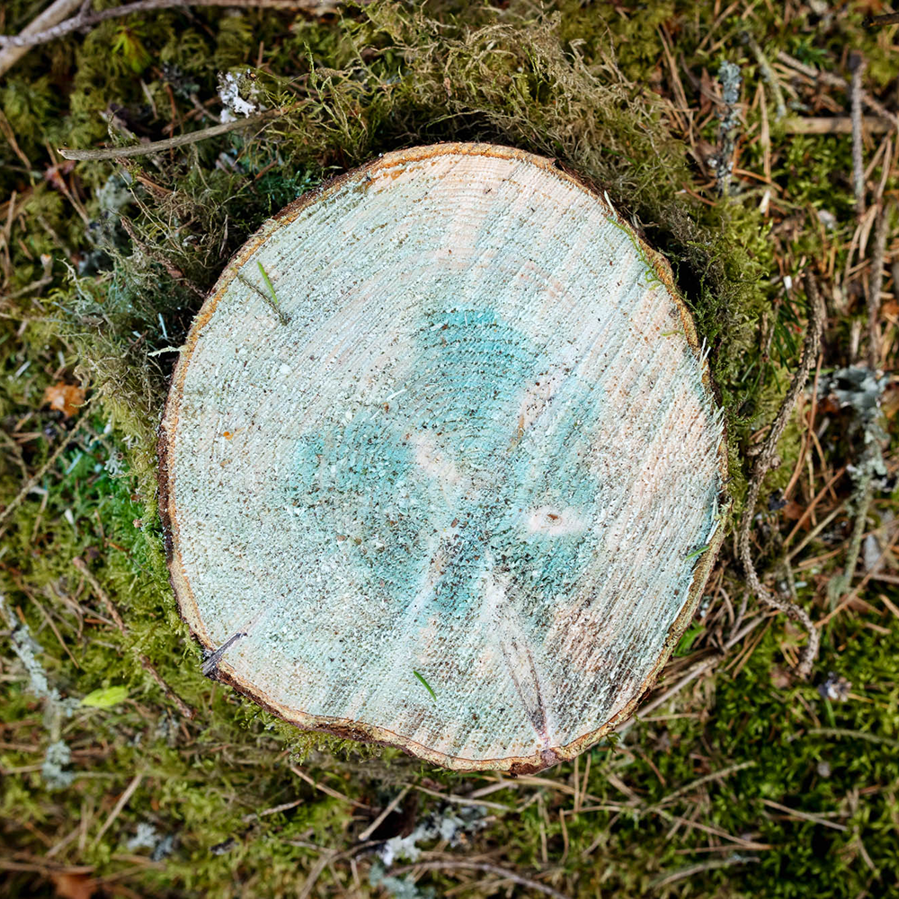 Stump among moss