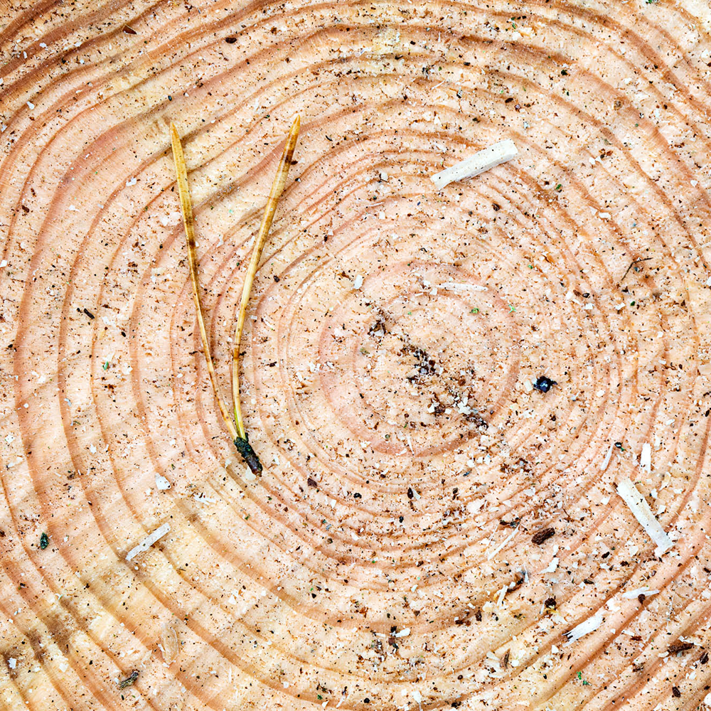 Tree rings on a tree trunk